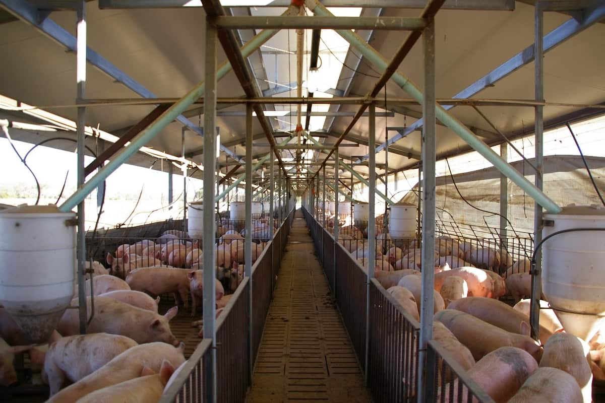  Pig  farming in Kenya  success stories Tuko co ke
