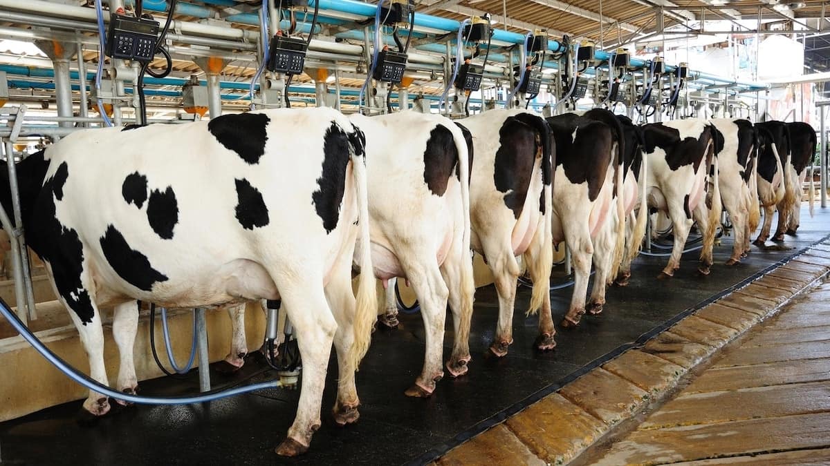 Dairy cow farming in Kenya
Dairy cattle farming in Kenya
Dairy farming training in Kenya