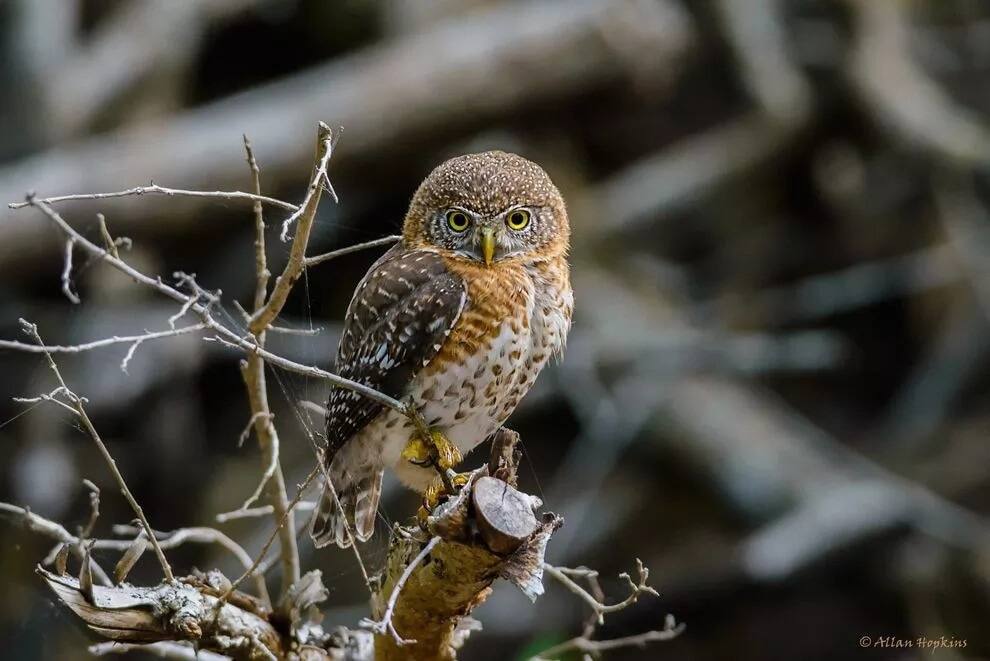 Bungoma County MCAs Scared By Owl