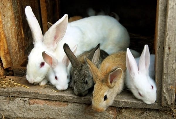 Large scale rabbit farming in Kenya