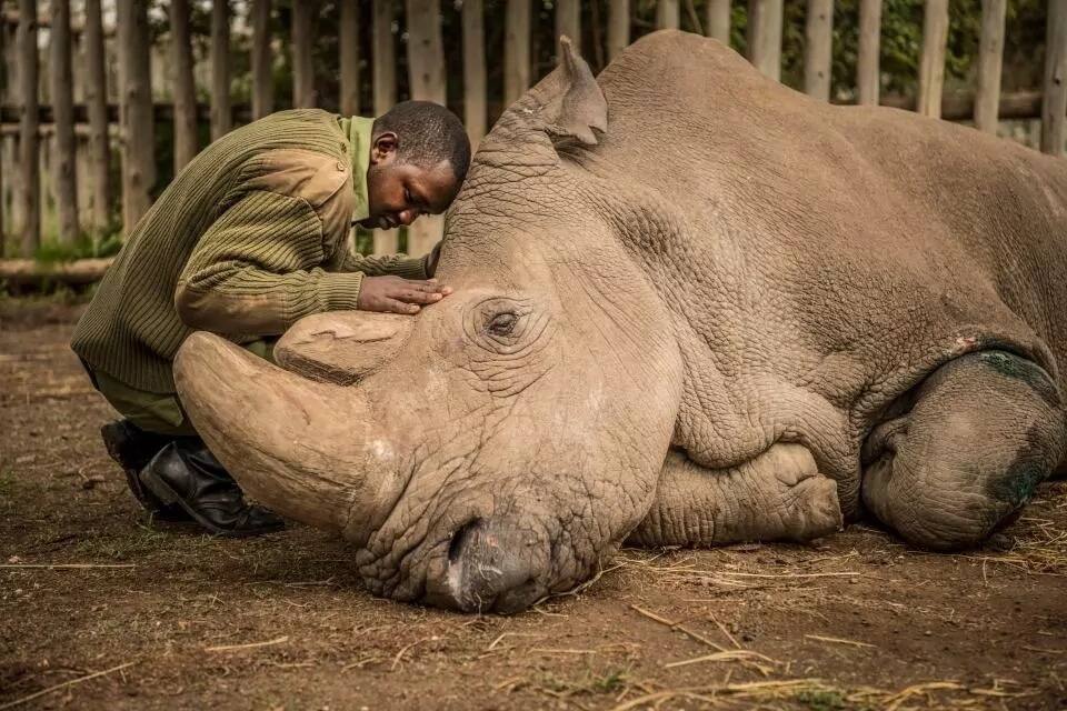 Picha za kuhuzunisha za Sudan, kifaru mweupe wa kiume aliyesalia duniani akifa Ol Pejeta