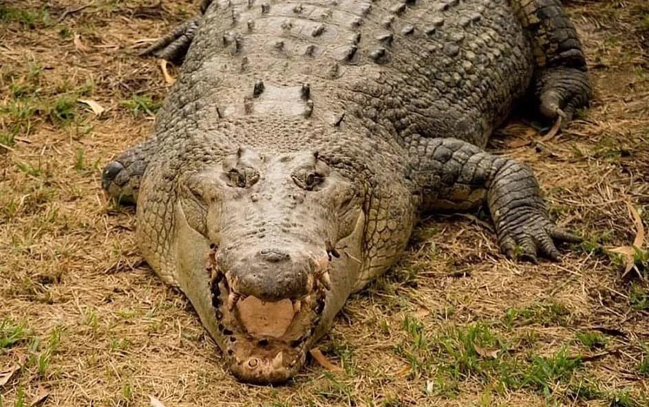 5-meter crocodile ripped off man's leg after he PETS its snout while feeding it