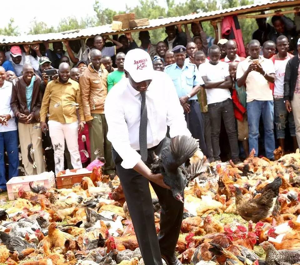 William Ruto goes back to his roots where he started as chicken seller, launches chicken auction