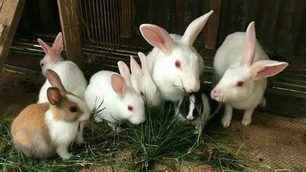 how to bring up rabbits in kenya