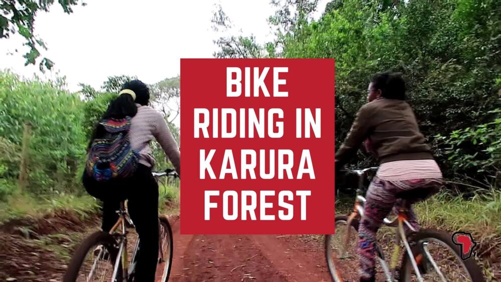 Karura Forest Activities: Discover What You Can Do in Karura Forest