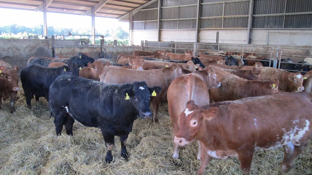 Beef Farming in Kenya 2018