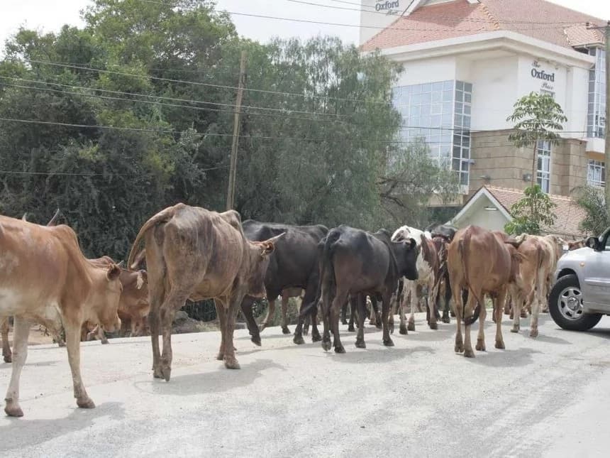 Tanzania is not feeding grounds for neighbours - Magufuli orders auction of 1035 Kenyan cows