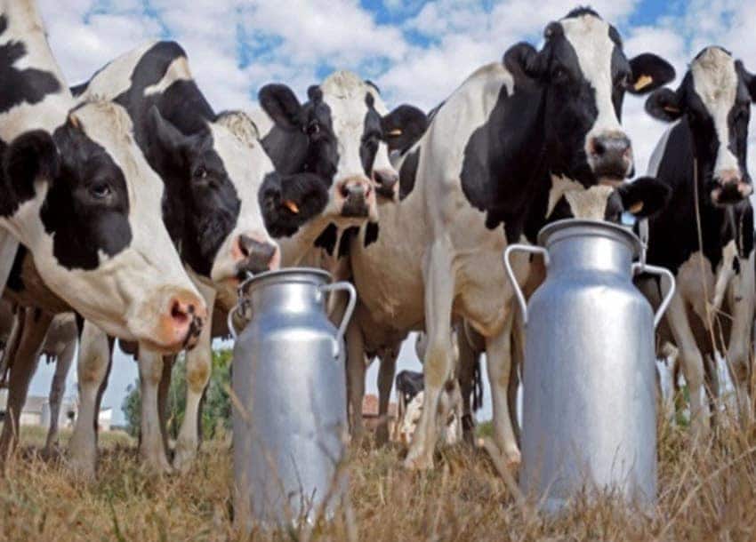 dary farming in Kenya, milking cows, dairy production in Kenya