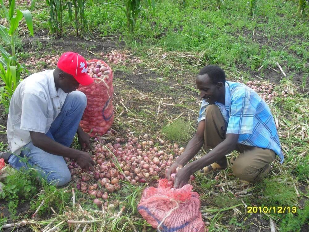 Onion farming in Kenya 2018