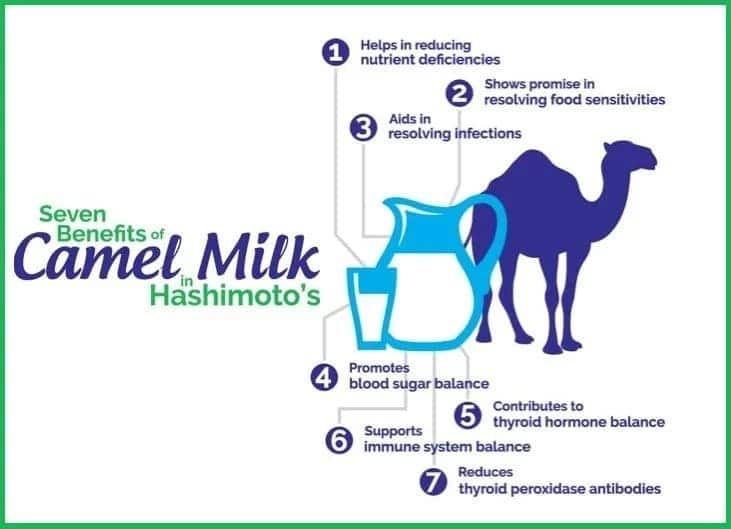 Benefits of camel milk for health Tuko.co.ke