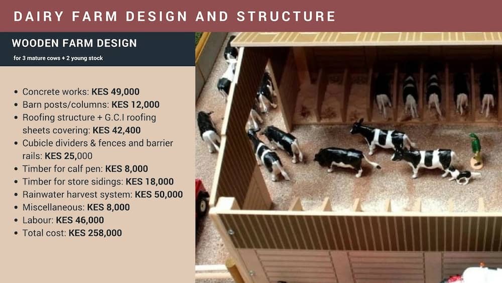 Dairy farm design and structure Kenya