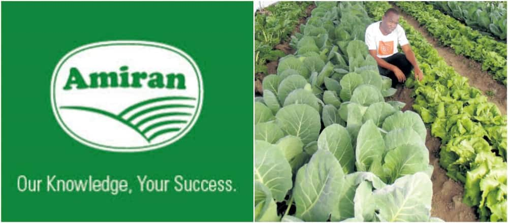 amiran kenya contacts
amiran kenya ltd contacts
contacts of amiran kenya