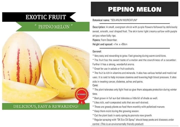 Pepino Melon Ripeness Chart