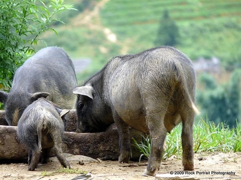 pigs farming in kenya