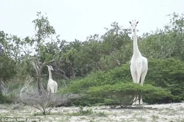 White giraffes? Never seen before extremely rare white giraffes spotted in Kenya