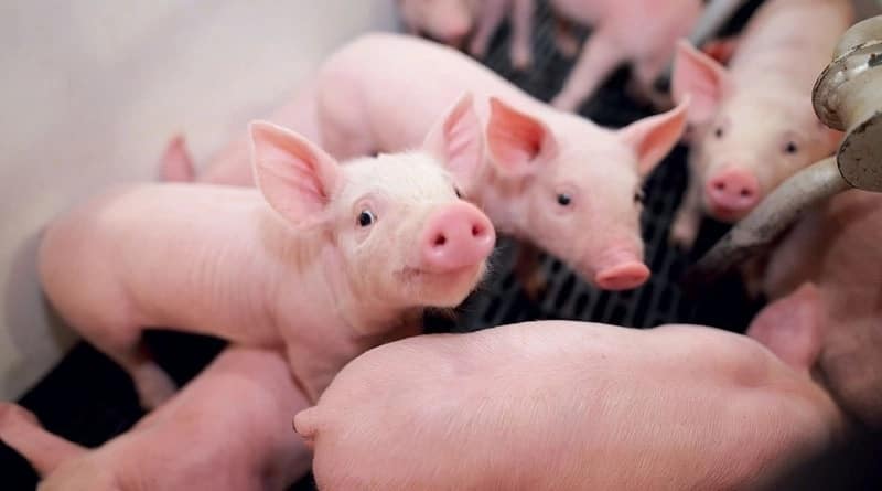 Challenges of pig farming in Kenya
