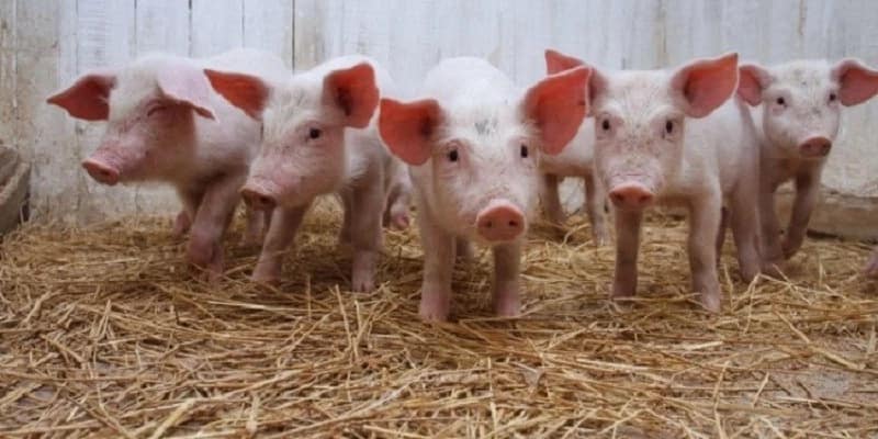 pig farming business in kenya