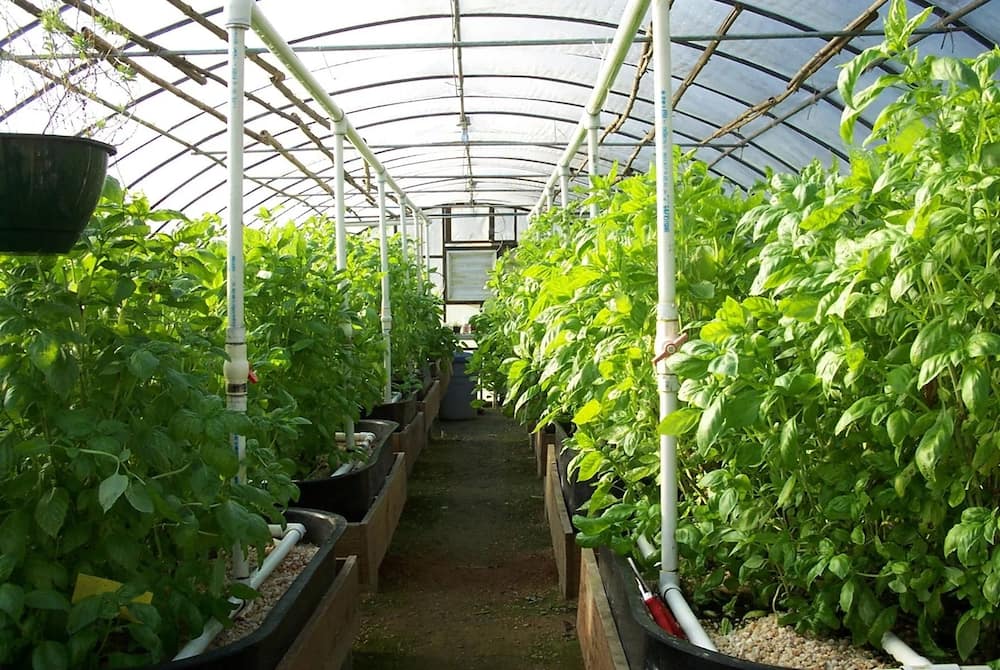 Greenhouse Farming in Kenya for Beginners: How to Make It Lucrative