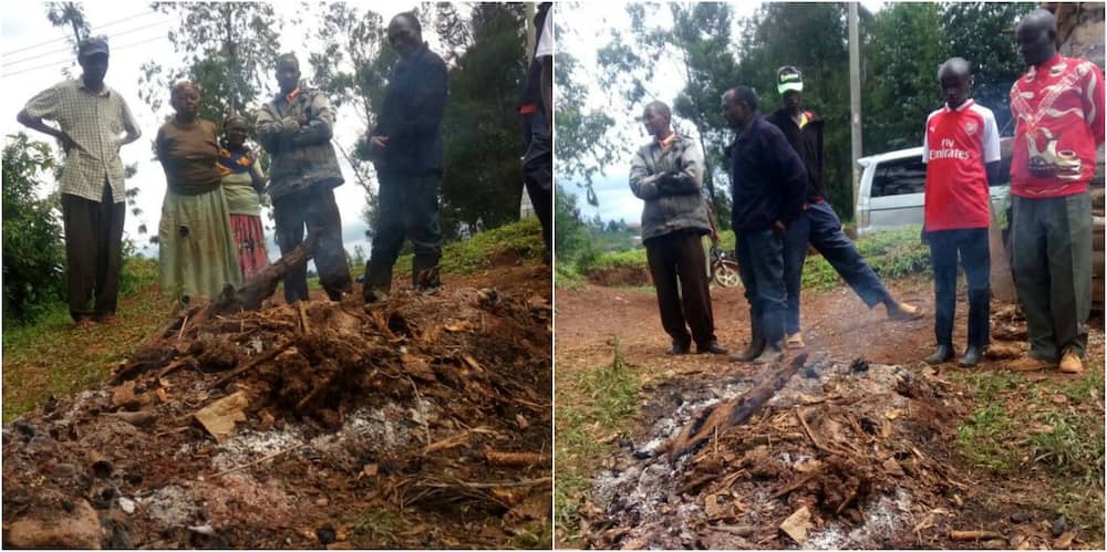 Giant mugumo tree falls and mysteriously catches fire in Murang'a county
