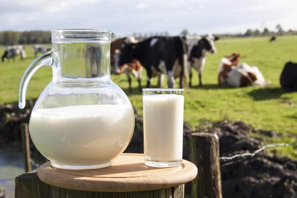 How to increase milk production in cows in Kenya