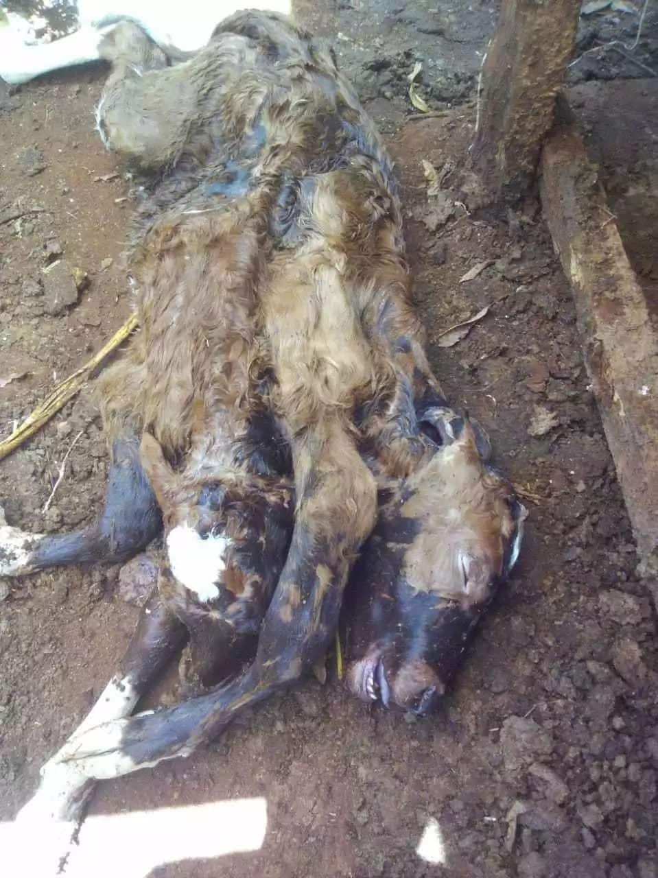 Murang’a residents shocked after cow delivers calf with two heads and five legs