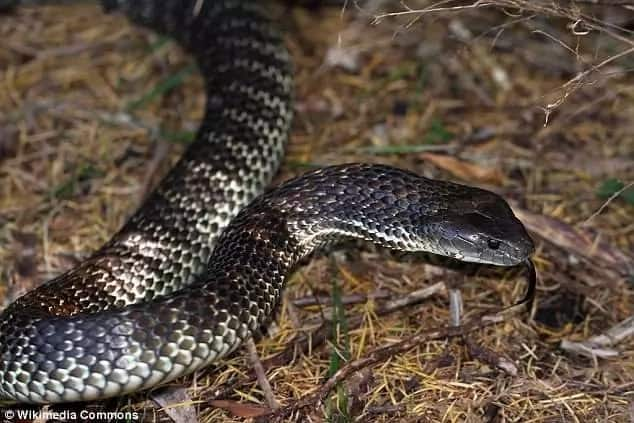 Can you see it? Man snaps one of the deadliest snake hiding in grass, but only a handful can actually spot it