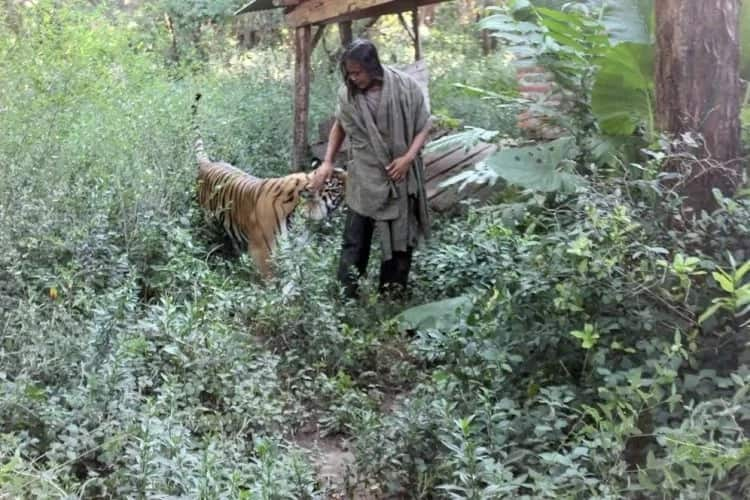 Teen, 25, has been friends with TIGER for 10 years, even sleeps in same cage with big cat (photos)