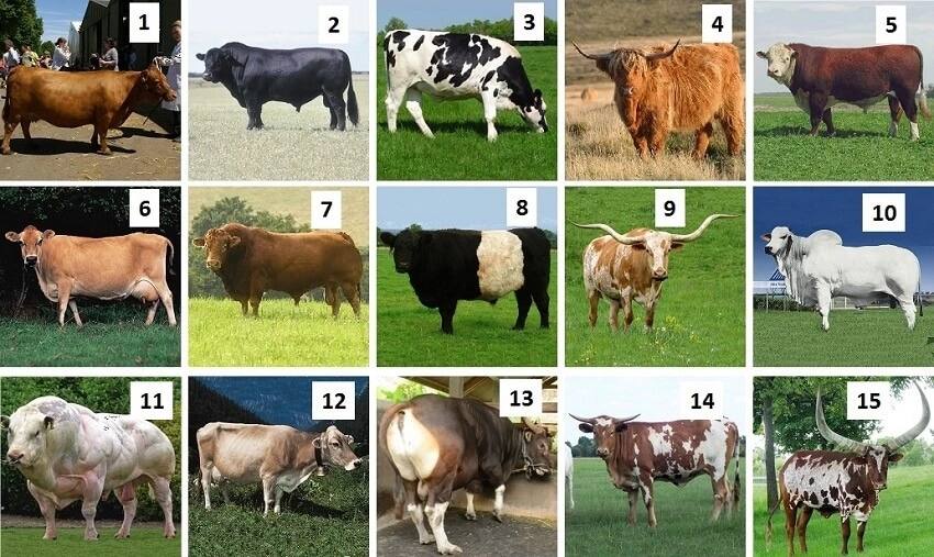 milk cattle breeds, breeds of milk cows, jersey cow milk disadvantages