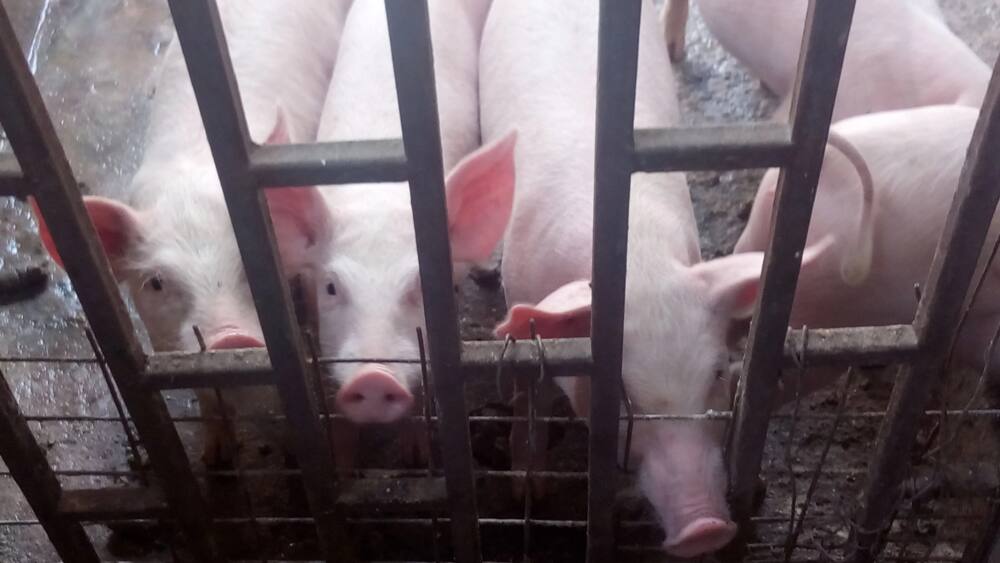 Biggest Pig Farm in Kenya
