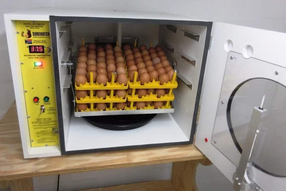 Egg Incubators in Kenya
