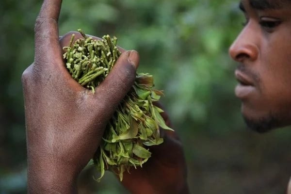 Experts settle the debate on Miraa and bedroom power
