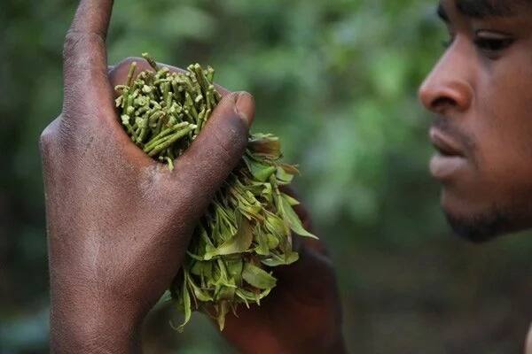 Experts settle the debate on Miraa and bedroom power