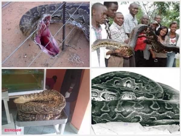 Omieri snake: Story of the most popular python in Kenya