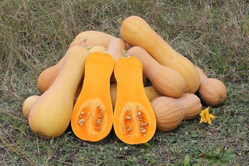 Butternut Farming in Kenya- Growing Pumpkins Made Easier