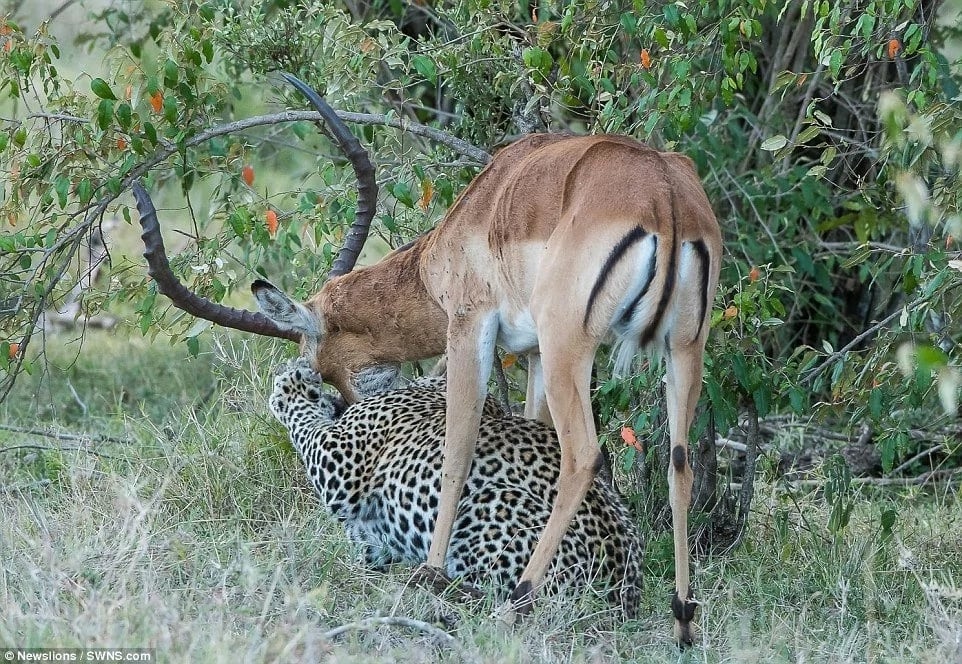 Kiss of death! See incredible moment leopard HUGS impala before sinking teeth in its neck (photos)