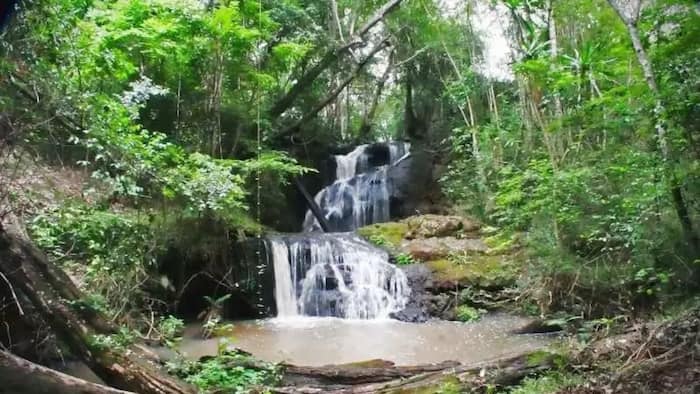 Karura Forest Nairobi charges, entrance fees, bike riding, and other activities