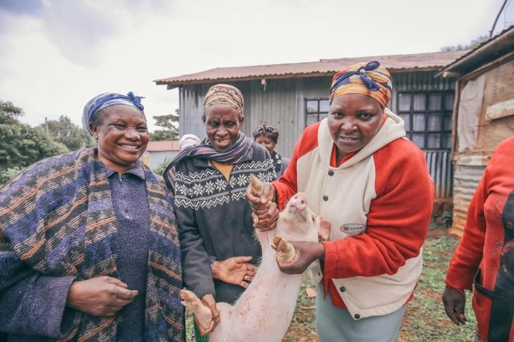 pig farming business in kenya