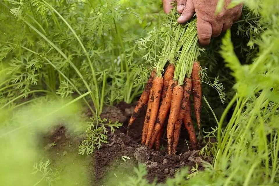 Image result for tanzania bans carrots from kenya