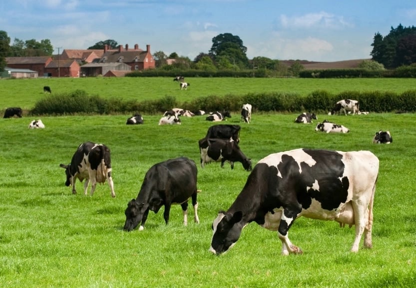 dairy cows in kenya