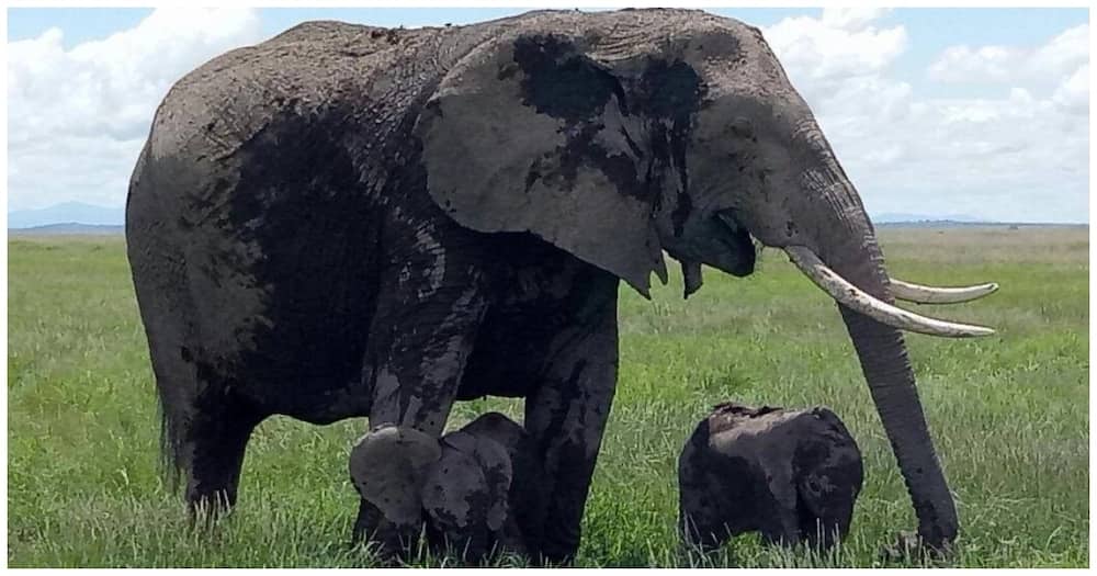 Elephant delivers twins 38 years since similar birth was witnessed in Kenya