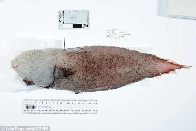 Scientists discover this VERY WEIRD fish with no face (photos)