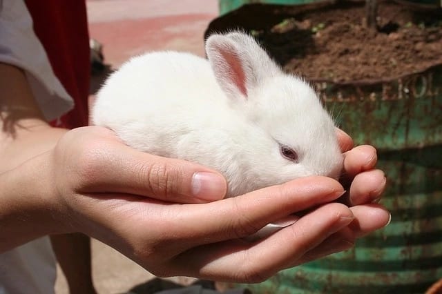 rabbit farming kenya