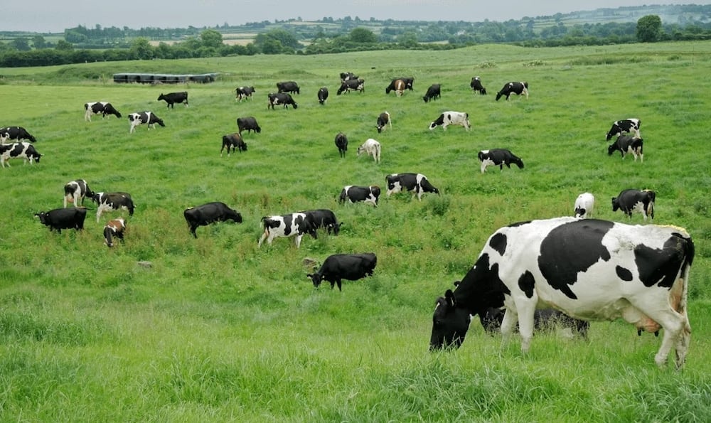 Dairy Farming in Kenya: How to Succeed in This Lucrative Business