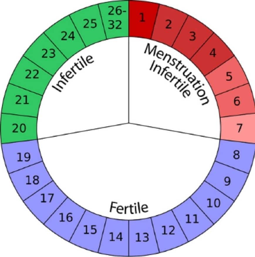 Safe days to avoid pregnancy: How to calculate before and after periods 