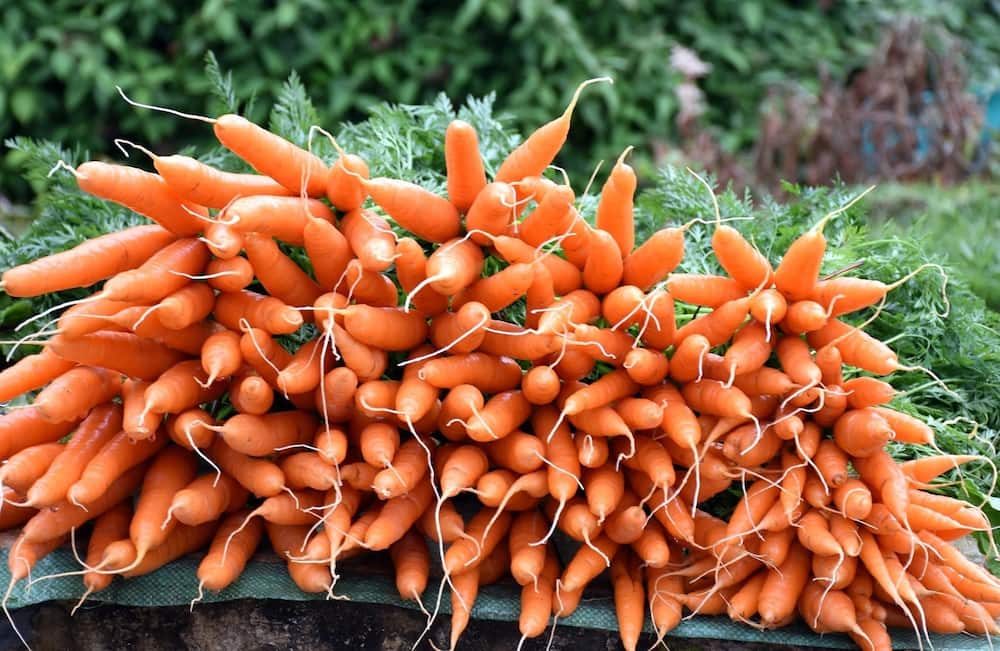 Carrot farming in Kenya