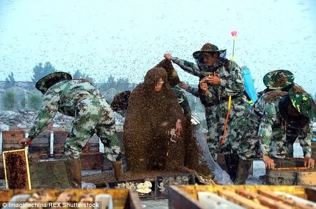 Man Sets World Record By Covering Himself In 100kg Of Bees