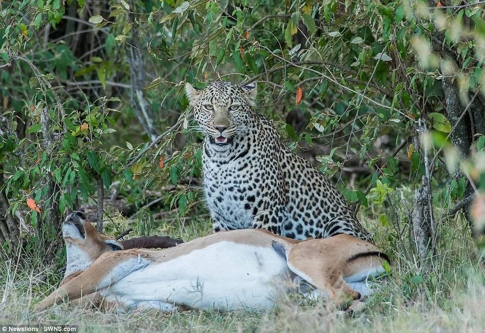 Kiss of death! See incredible moment leopard HUGS impala before sinking teeth in its neck (photos)