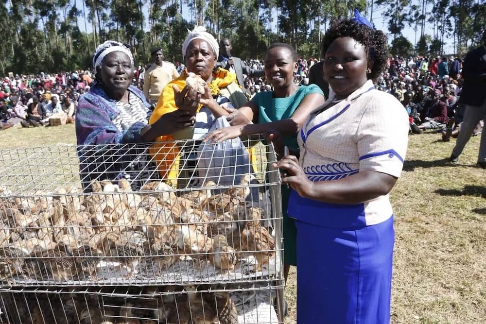 Ruto gifts women KSh 2.4 million worth of chicken in his home constituency as early Christmas