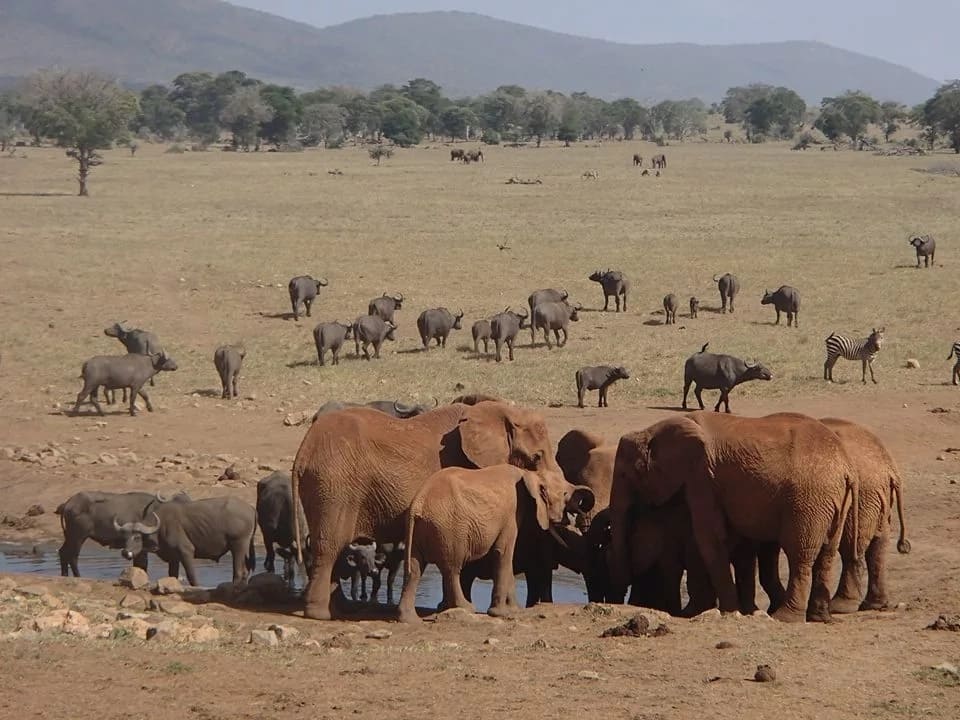 Man who delivers water at Tsavo