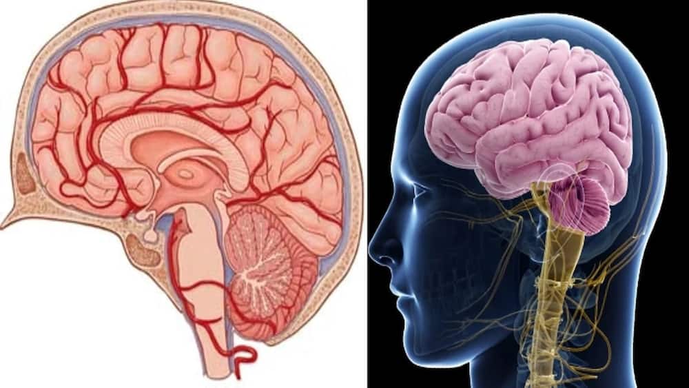 Scientists say human brain attains full maturity at 30 yrs